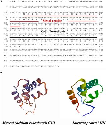 The Regulatory Relationships Between the Gonad-Inhibiting Hormone and Insulin-Like Androgenic Gland Hormone-Binding Protein Genes in the Eyestalk-Androgenic Gland-Testis Axis of Macrobrachium rosenbergii